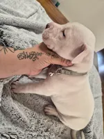 Silver collar , a male Dogo Argentino for sale in Aurora, CO – Photo 1 of 3