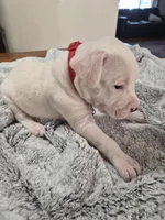 Red collar (jalapeño), a male Dogo Argentino for sale in Aurora, CO – Photo 4 of 4