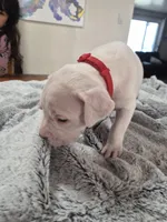 Red collar (jalapeño), a male Dogo Argentino for sale in Aurora, CO – Photo 3 of 4
