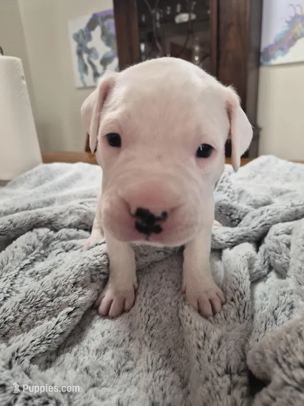 Red collar (jalapeño) – Dogo Argentino puppy for sale in Aurora, CO