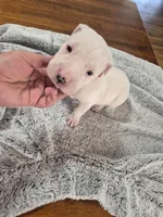 Pink collar ( Cindy loo), a female Dogo Argentino for sale in Aurora, CO – Photo 3 of 4