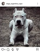 Pink collar ( Cindy loo), a female Dogo Argentino for sale in Aurora, CO – Photo 2 of 4