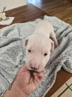 Pink collar ( Cindy loo), a female Dogo Argentino for sale in Aurora, CO – Photo 1 of 4