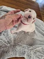 Pink collar ( Cindy loo), a female Dogo Argentino for sale in Aurora, CO – Photo 4 of 4