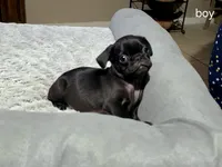 No name, a male Pug for sale in Houston, TX – 1 of 1