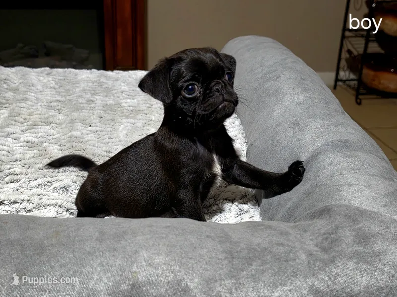 No name – Pug puppy for sale in Houston, TX