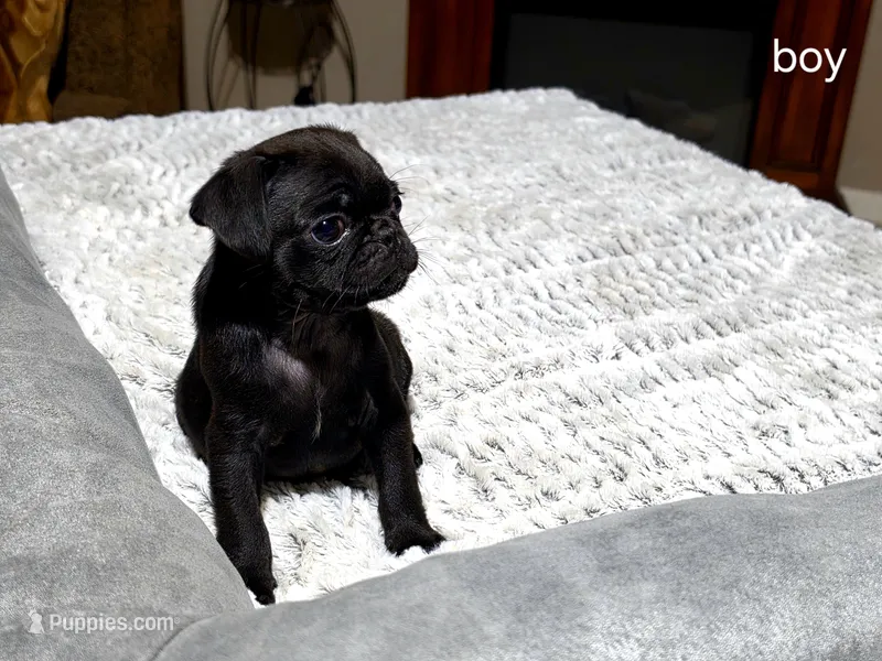 No name – Pug puppy for sale in Houston, TX