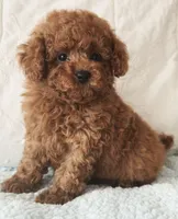 ELTON (AKC CHAMP), a male Poodle - Toy  for sale in Oxnard, CA – 3 of 8
