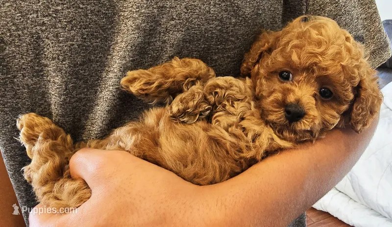 ELLIE (AKC CHAMP) – Poodle - Toy  puppy for sale in Oxnard, CA