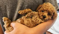 ELLIE (AKC CHAMP), a female Poodle - Toy  for sale in Oxnard, CA – 1 of 8