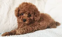 ELTON (AKC CHAMP), a male Poodle - Toy  for sale in Oxnard, CA – 2 of 8