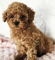 ELLIE (AKC CHAMP), a female Poodle - Toy  for sale in Oxnard, CA – 7 of 8