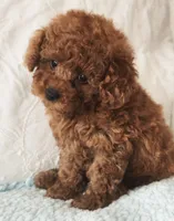 ELTON (AKC CHAMP), a male Poodle - Toy  for sale in Oxnard, CA – 4 of 8