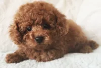 ELTON (AKC CHAMP), a male Poodle - Toy  for sale in Oxnard, CA – 1 of 8