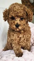 ELLIE (AKC CHAMP), a female Poodle - Toy  for sale in Oxnard, CA – 4 of 8