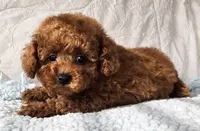 ELTON (AKC CHAMP), a male Poodle - Toy  for sale in Oxnard, CA – 6 of 8