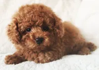 ELTON (AKC CHAMP), a male Poodle - Toy  for sale in Oxnard, CA – 5 of 8