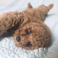 LEO (AKC), a male Poodle - Toy  for sale in Oxnard, CA – Photo 5 of 6