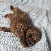 LEO (AKC), a male Poodle - Toy  for sale in Oxnard, CA – Photo 6 of 6