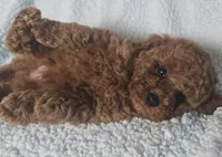 LEO (AKC), a male Poodle - Toy  for sale in Oxnard, CA – Photo 4 of 6