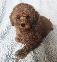 LEO (AKC), a male Poodle - Toy  for sale in Oxnard, CA – Photo 3 of 6