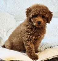 LEO (AKC) MINIATURE, a male Poodle - Miniature  for sale in Oxnard, CA – Photo 7 of 7