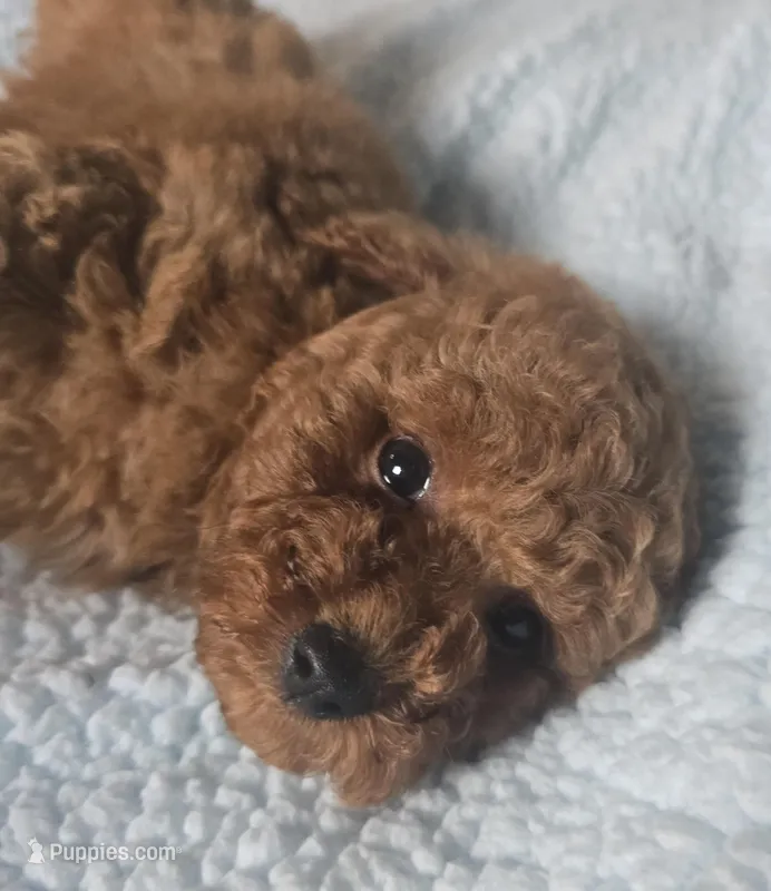 LEO (AKC) – Poodle - Toy  puppy for sale in Oxnard, CA