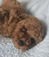 LEO (AKC), a male Poodle - Toy  for sale in Oxnard, CA – Photo 2 of 6