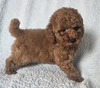 LEO (AKC), a male Poodle - Toy  for sale in Oxnard, CA – Photo 1 of 6