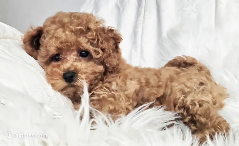 ELLIE (AKC CHAMP) – Poodle - Toy  puppy for sale in Oxnard, CA