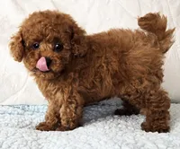 ELTON (AKC CHAMP), a male Poodle - Toy  for sale in Oxnard, CA – 7 of 8