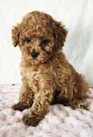 ELLIE (AKC CHAMP), a female Poodle - Toy  for sale in Oxnard, CA – 3 of 8