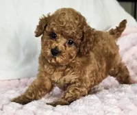 ELLIE (AKC CHAMP), a female Poodle - Toy  for sale in Oxnard, CA – 2 of 8