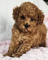 ELLIE (AKC CHAMP), a female Poodle - Toy  for sale in Oxnard, CA – 5 of 8