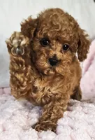 ELLIE (AKC CHAMP), a female Poodle - Toy  for sale in Oxnard, CA – 6 of 8
