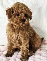 ELLIE (AKC CHAMP), a female Poodle - Toy  for sale in Oxnard, CA – 8 of 8