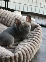 Lillie, a female French Bulldog for sale in Brookville, OH – 5 of 9