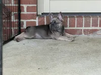 Lillie, a female French Bulldog for sale in Brookville, OH – 9 of 9