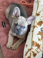Tillie, a female French Bulldog for sale in Brookville, OH – 5 of 8