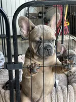 Tillie, a female French Bulldog for sale in Brookville, OH – 3 of 8