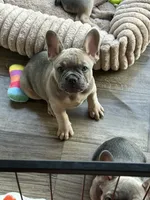 Tillie, a female French Bulldog for sale in Brookville, OH – 4 of 8