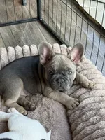 Lillie, a female French Bulldog for sale in Brookville, OH – 3 of 9
