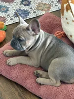 Tillie, a female French Bulldog for sale in Brookville, OH – 6 of 8