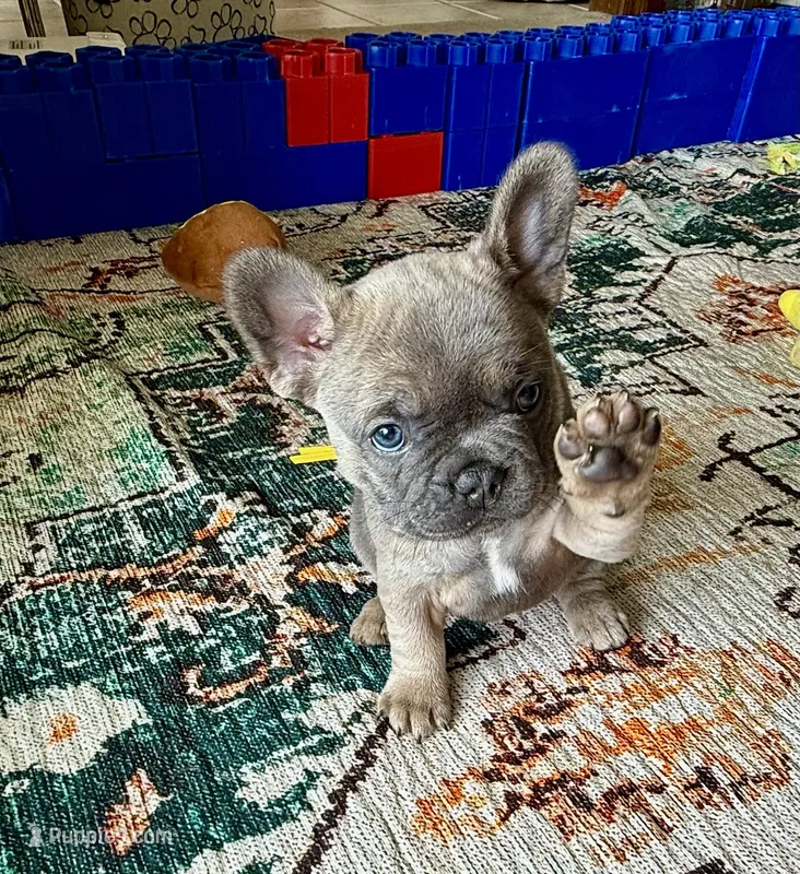Lillie – French Bulldog puppy for sale in Brookville, OH