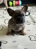 Ollie, a male French Bulldog for sale in Brookville, OH – 1 of 1