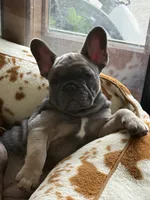 Lillie, a female French Bulldog for sale in Brookville, OH – 4 of 9