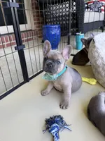 Tillie, a female French Bulldog for sale in Brookville, OH – 2 of 2