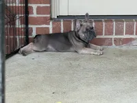 Lillie, a female French Bulldog for sale in Brookville, OH – 7 of 9