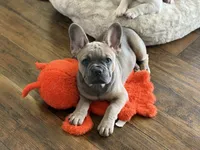 Tillie, a female French Bulldog for sale in Brookville, OH – 7 of 8