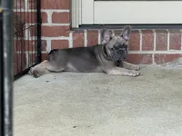 Lillie, a female French Bulldog for sale in Brookville, OH – 8 of 9